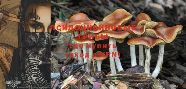 PSILOCYBIN Ладушкин